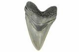 Serrated, Fossil Megalodon Tooth - North Carolina #165418-2